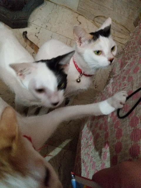 f:id:keisolutions:20181129103354j:image