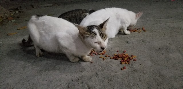 f:id:keisolutions:20190303021711j:image