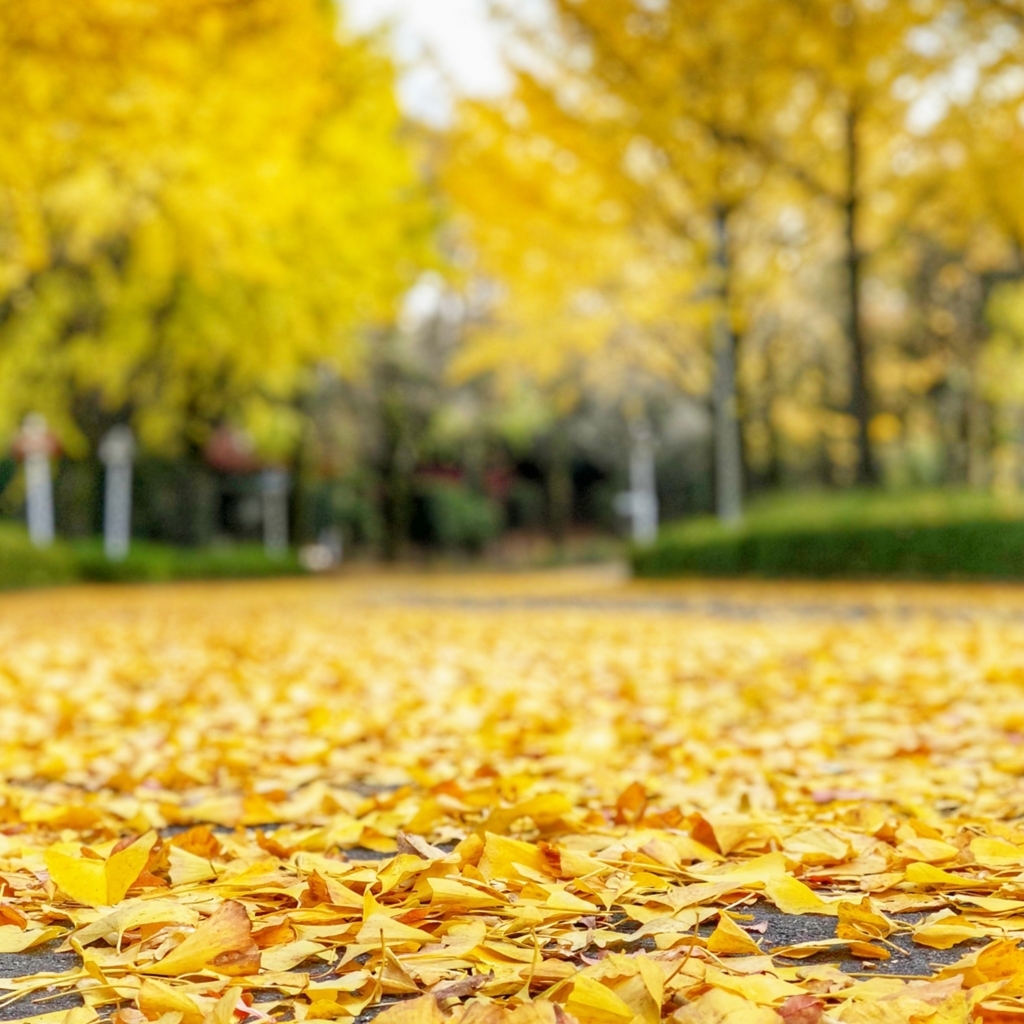 f:id:keisukest:20171125083050j:plain f:id:keisukest:20171125083050j:plain