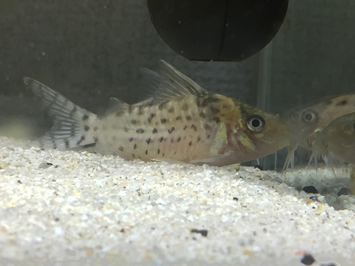 コリドラス水槽 水草とコリドラス