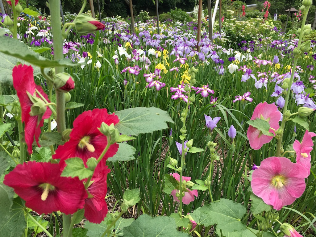 f:id:keitaf31:20170622210231j:image f:id:keitaf31:20170622210231j:image