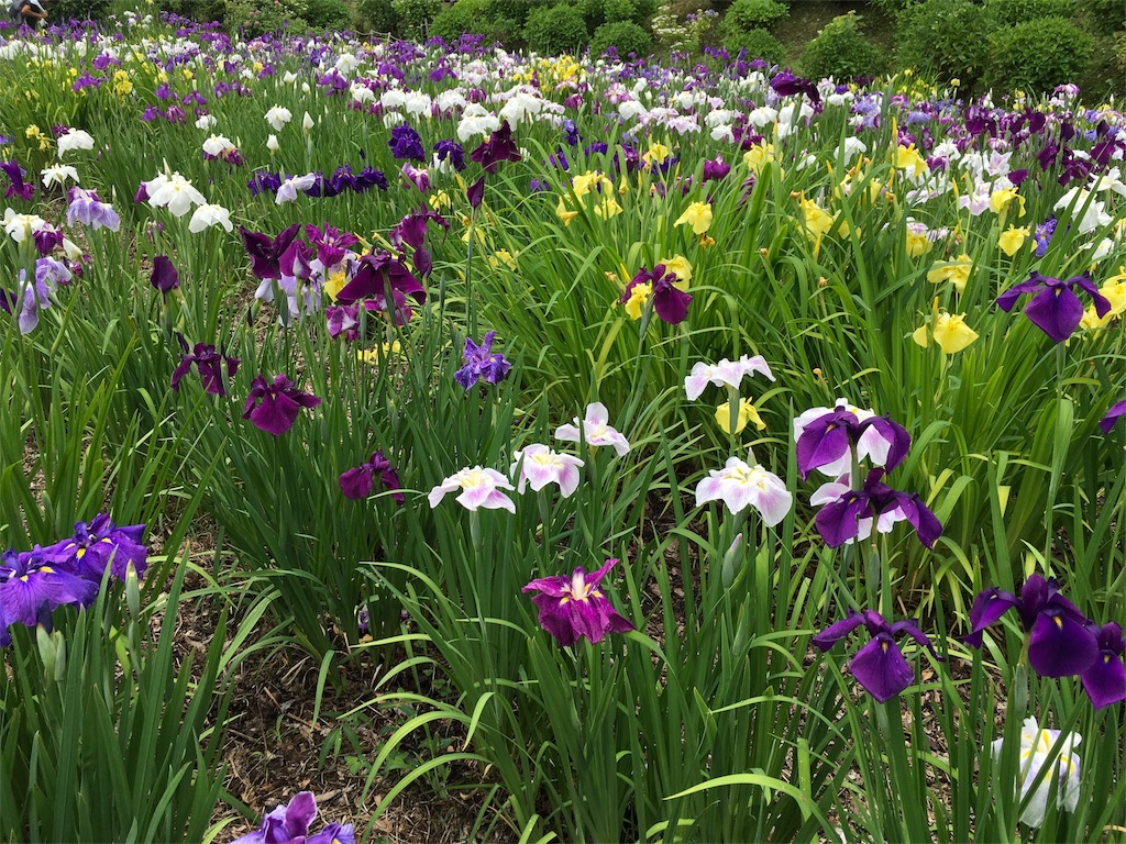 f:id:keitaf31:20170622210345j:image f:id:keitaf31:20170622210345j:image