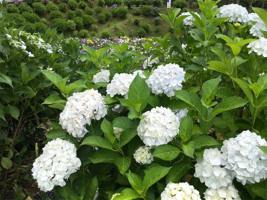 f:id:keitaf31:20170622210430j:image f:id:keitaf31:20170622210430j:image