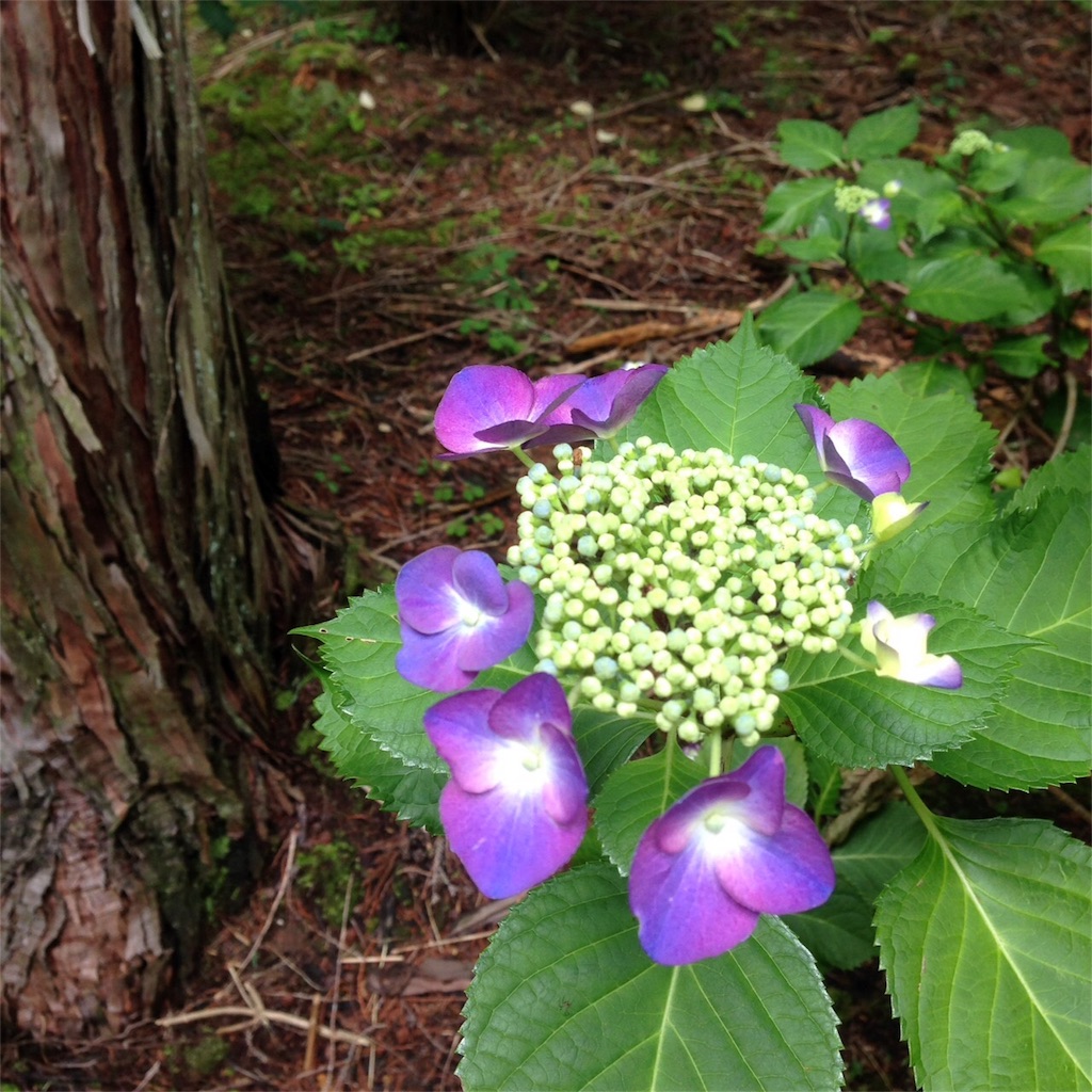 f:id:keitaf31:20170622233738j:image f:id:keitaf31:20170622233738j:image