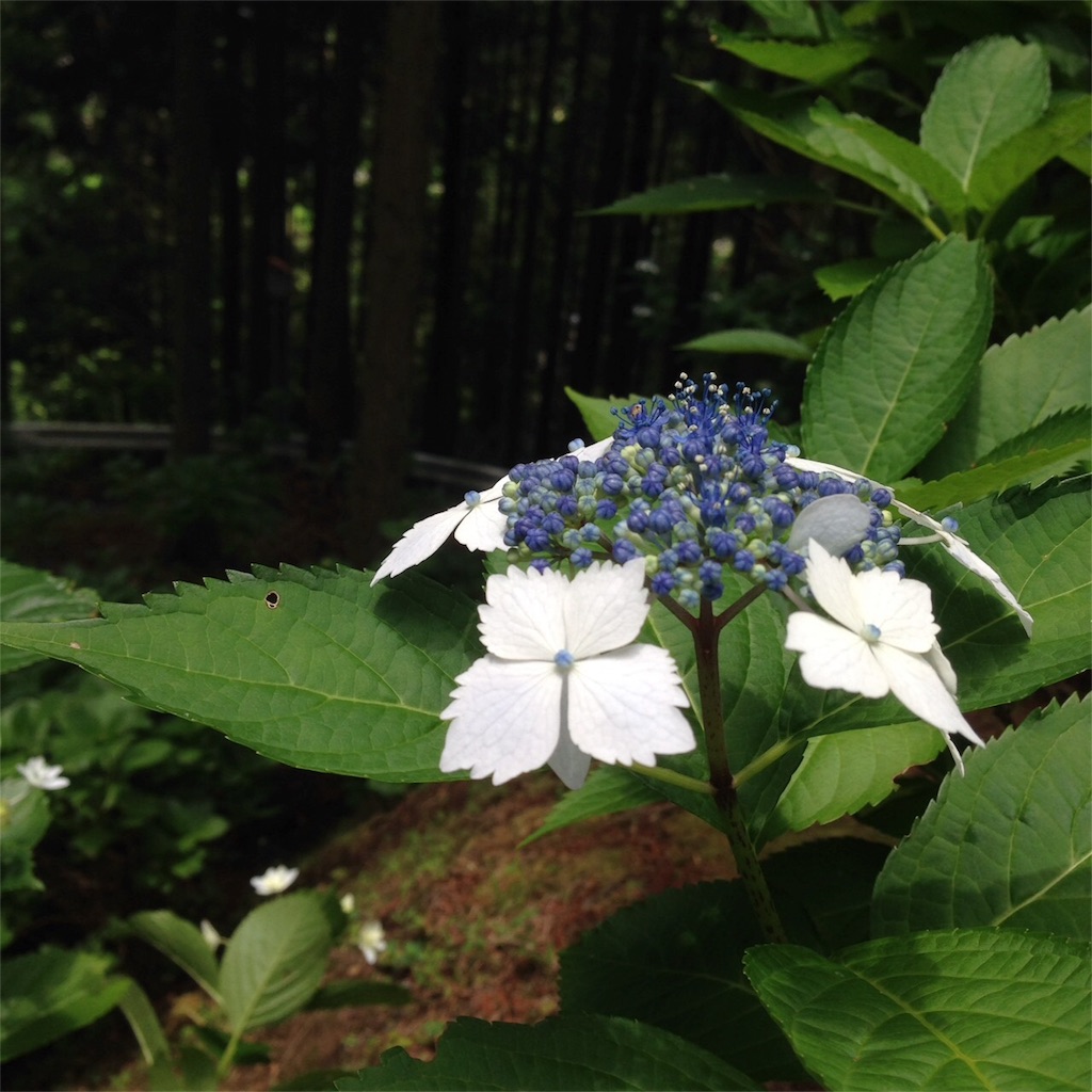 f:id:keitaf31:20170622233754j:image f:id:keitaf31:20170622233754j:image