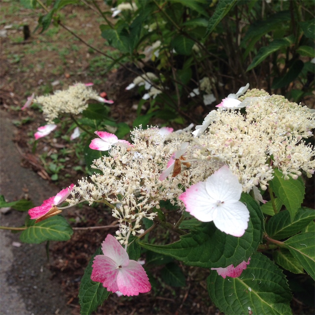 f:id:keitaf31:20170622233759j:image f:id:keitaf31:20170622233759j:image