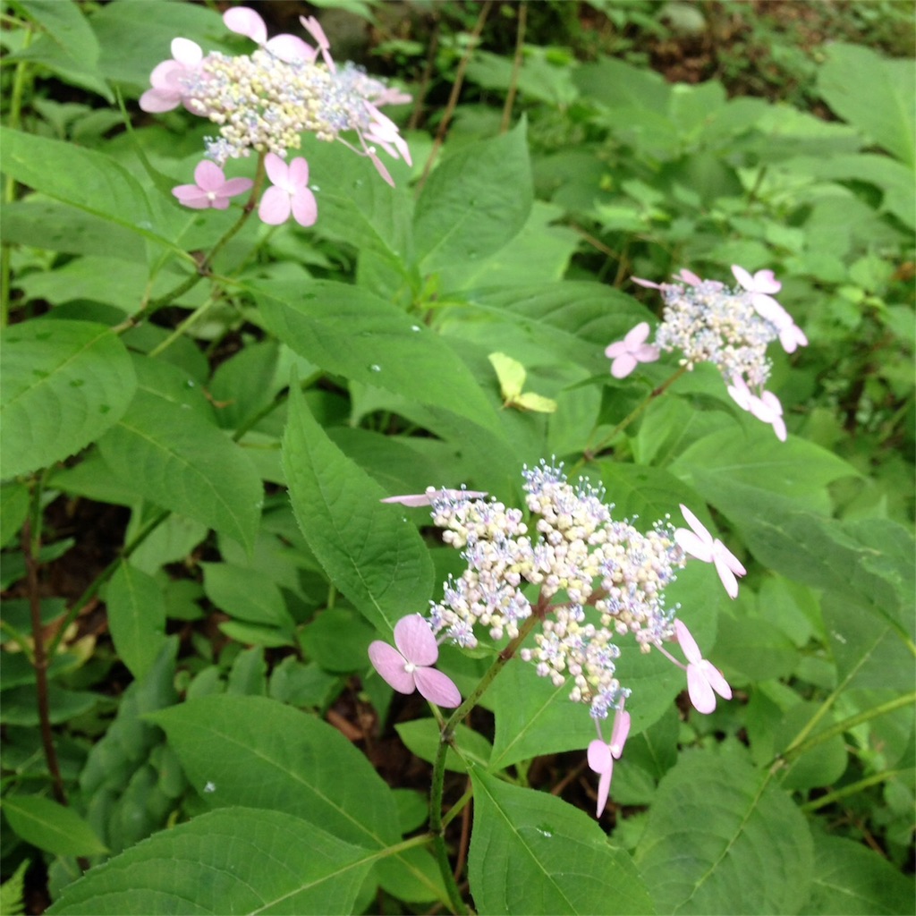 f:id:keitaf31:20170622234028j:image