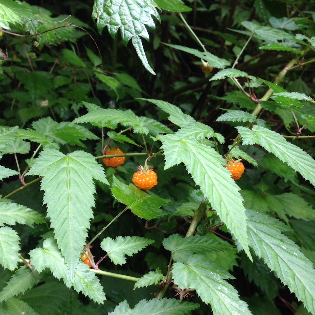 f:id:keitaf31:20170622234756j:image f:id:keitaf31:20170622234756j:image