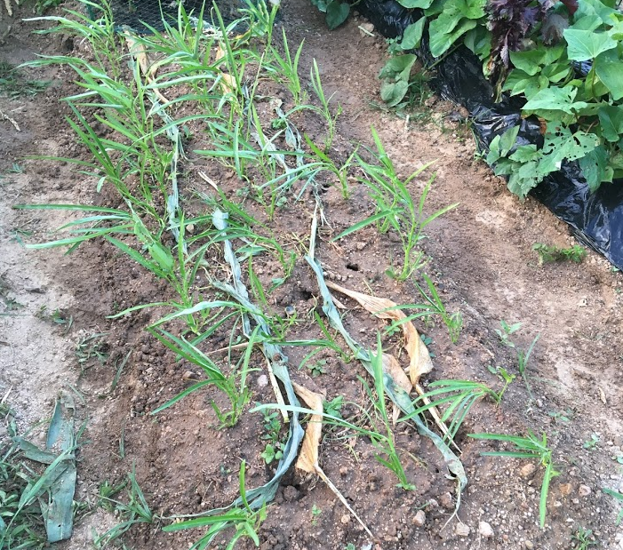 空心菜の直播き栽培 空心菜の直播き栽培(簡単で栄養満点!)~種撒きから収穫まで~