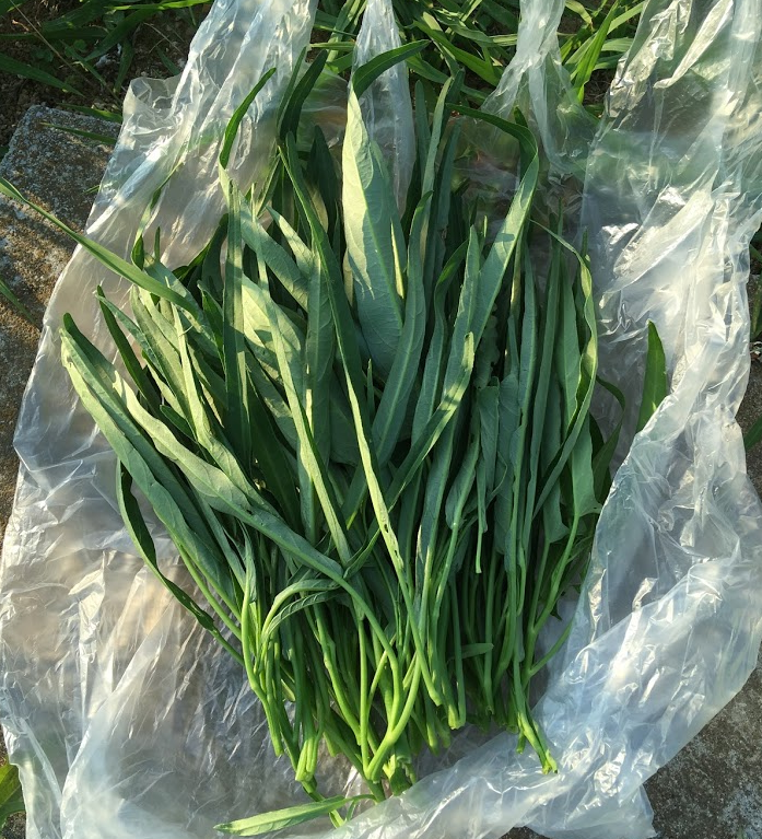 空心菜の直播き栽培 空心菜の直播き栽培(簡単で栄養満点!)~種撒きから収穫まで~