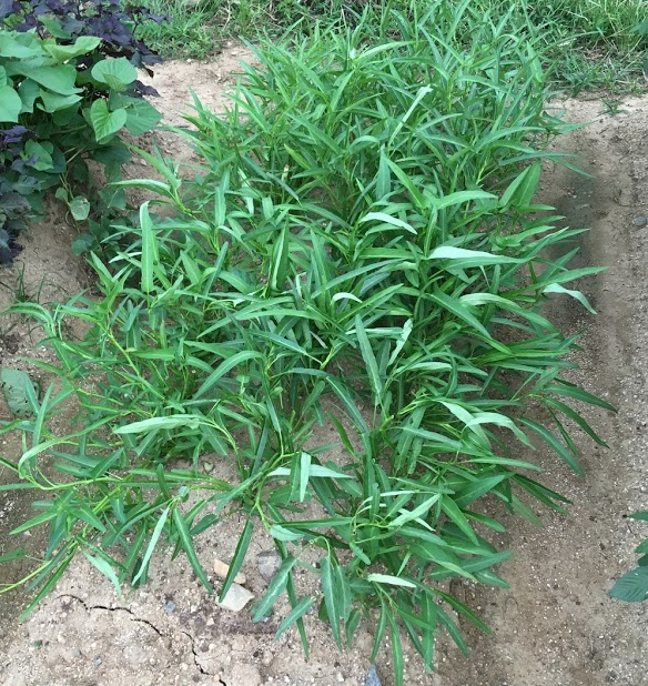 空心菜の直播き栽培 空心菜の直播き栽培(簡単で栄養満点!)~種撒きから収穫まで~