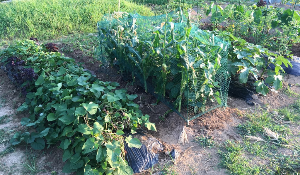 市民農園やシェア畑での、野菜の収穫量はどれくらい？実際の事例を基に紹介します！