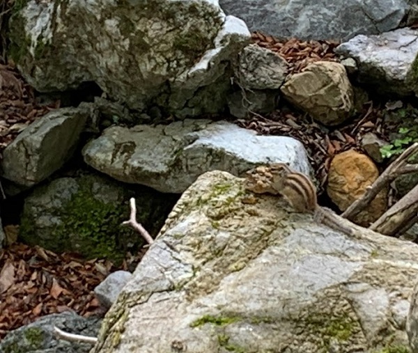 御池岳 しまりす