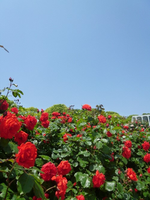 f:id:keiyousan:20140517121611j:image:w360