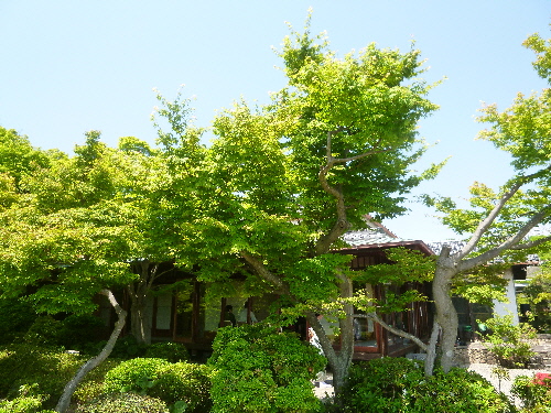 f:id:keiyousan:20140517130445j:image:w360
