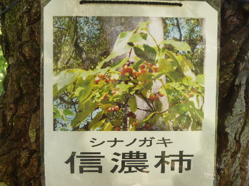f:id:keiyousan:20141029123225j:image:w360 f:id:keiyousan:20141029123225j:image:w360