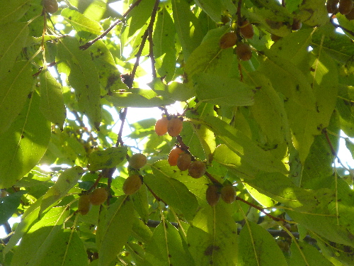 f:id:keiyousan:20141029123310j:image:w360 f:id:keiyousan:20141029123310j:image:w360