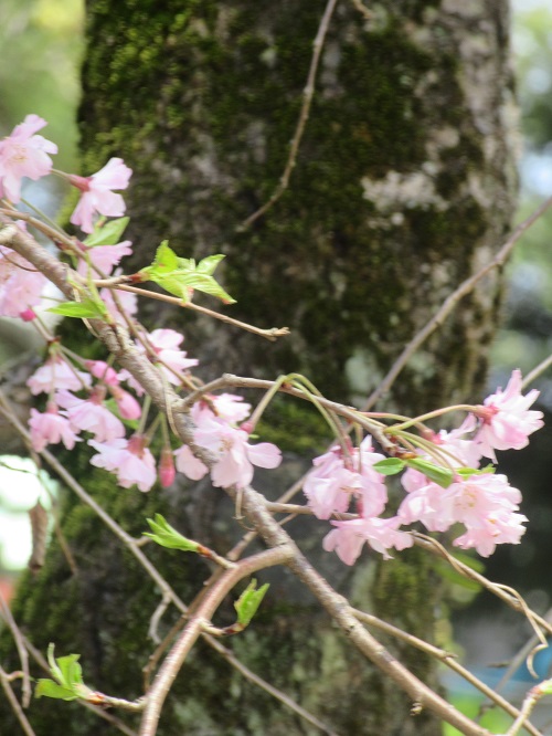 f:id:keiyousan:20170412131832j:image:w360 f:id:keiyousan:20170412131832j:image:w360