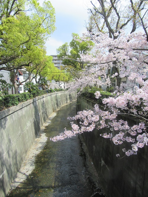 f:id:keiyousan:20170412132718j:image f:id:keiyousan:20170412132718j:image