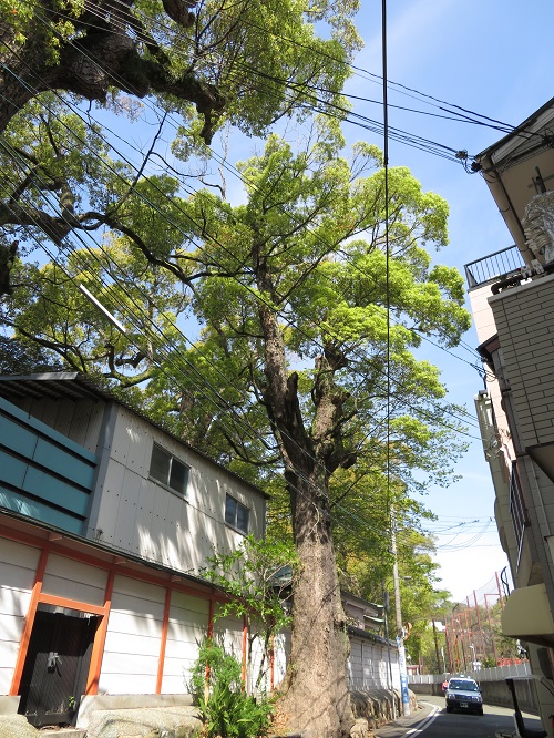 f:id:keiyousan:20180414091916j:image:w360