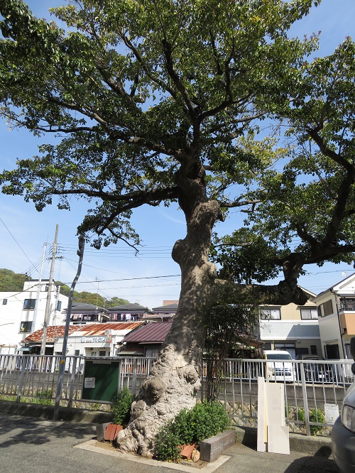 f:id:keiyousan:20180414092414j:image:w360