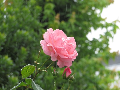 f:id:keiyousan:20180608092706j:image f:id:keiyousan:20180608092706j:image