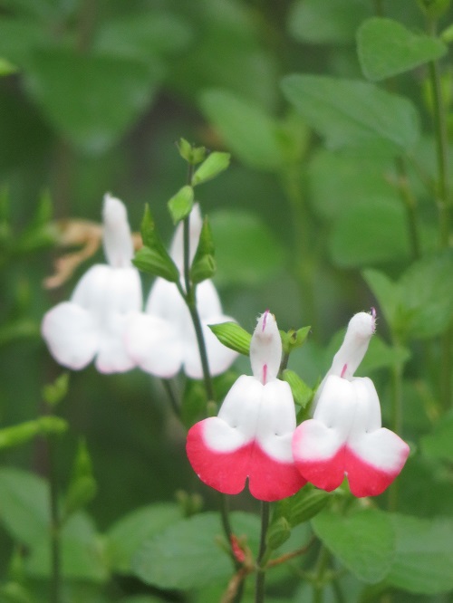 f:id:keiyousan:20180608152635j:image f:id:keiyousan:20180608152635j:image