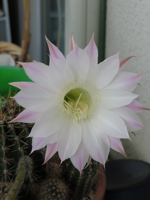 f:id:keiyousan:20180611124248j:image f:id:keiyousan:20180611124248j:image
