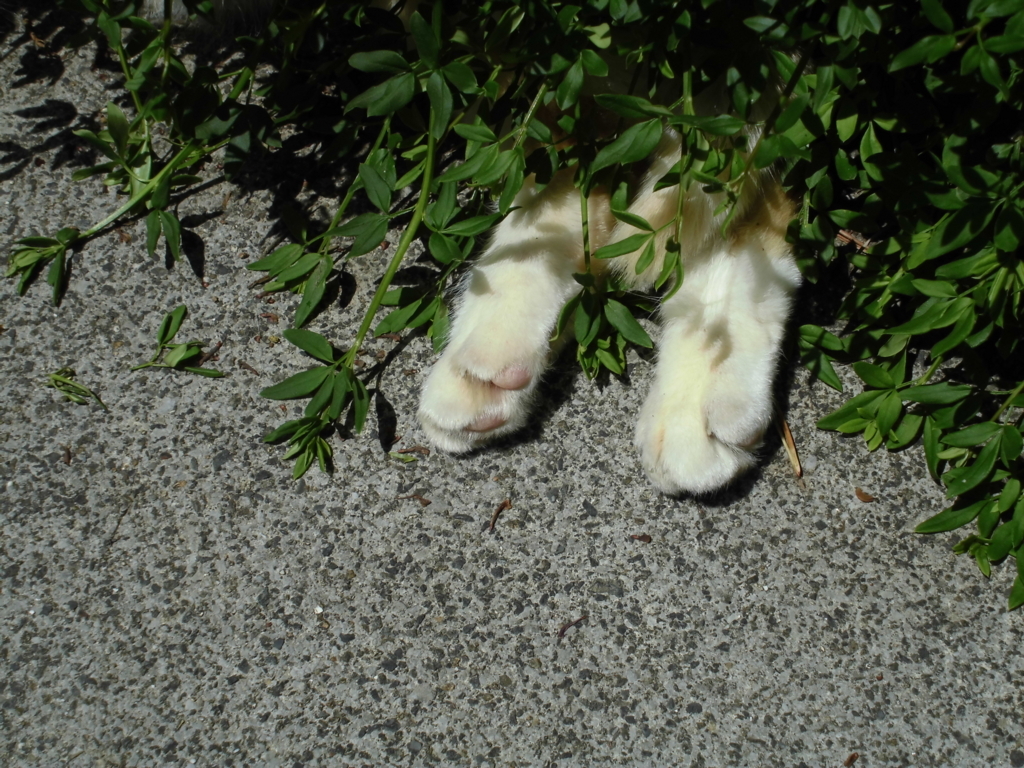 f:id:keizanago:20180505103327j:plain f:id:keizanago:20180505103327j:plain