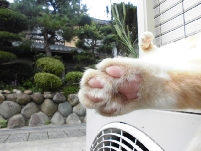 f:id:keizanago:20181111082344j:plain f:id:keizanago:20181111082344j:plain