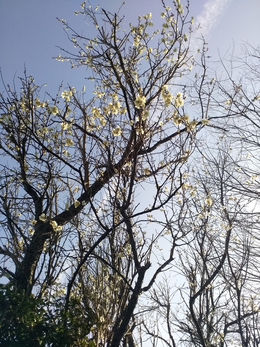 f:id:keizanago:20200202111434j:plain f:id:keizanago:20200202111434j:plain