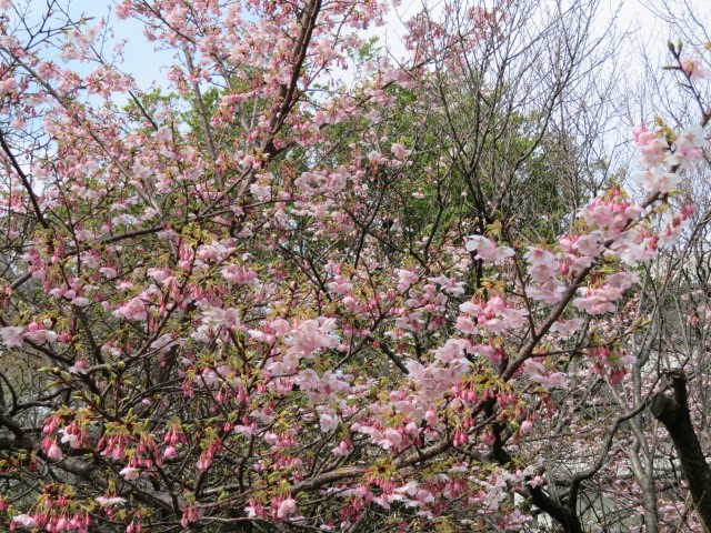 f:id:keizanago:20200304205805j:plain f:id:keizanago:20200304205805j:plain
