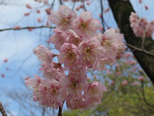 f:id:keizanago:20200304205853j:plain f:id:keizanago:20200304205853j:plain