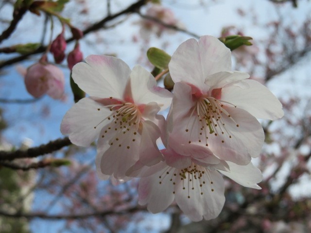 f:id:keizanago:20200304205915j:plain f:id:keizanago:20200304205915j:plain