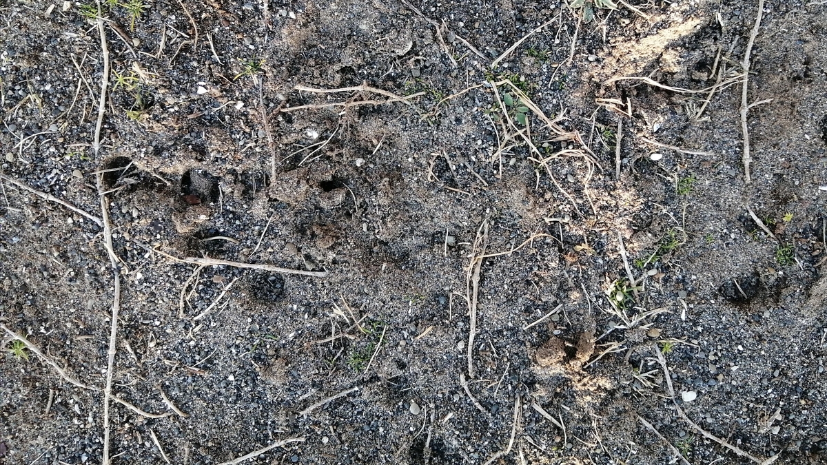 サッカーにより地上部がなくなったクラピア