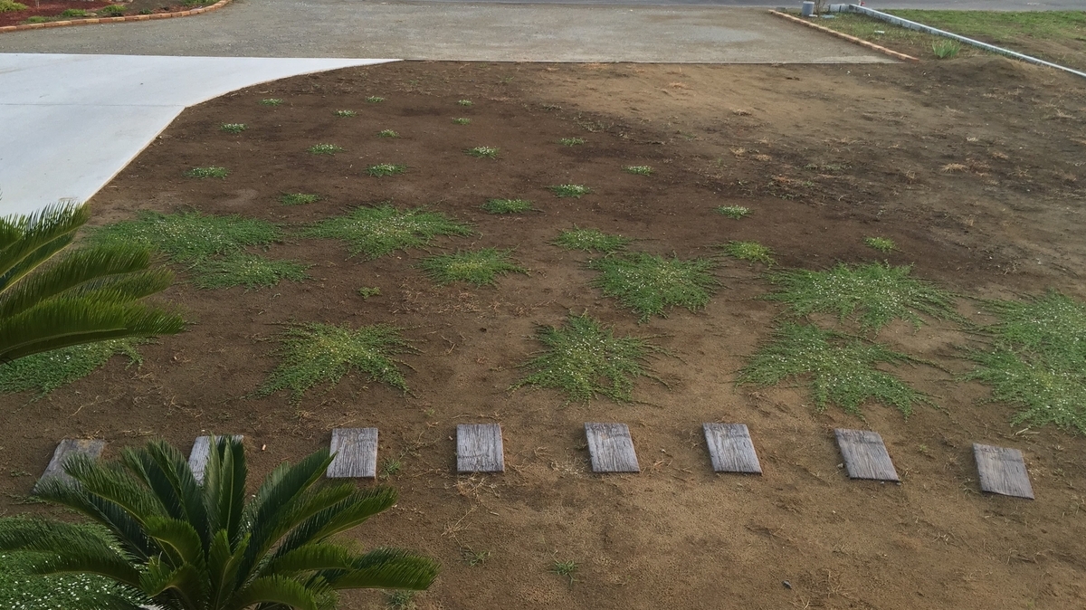 植え付け3か月のクラピア