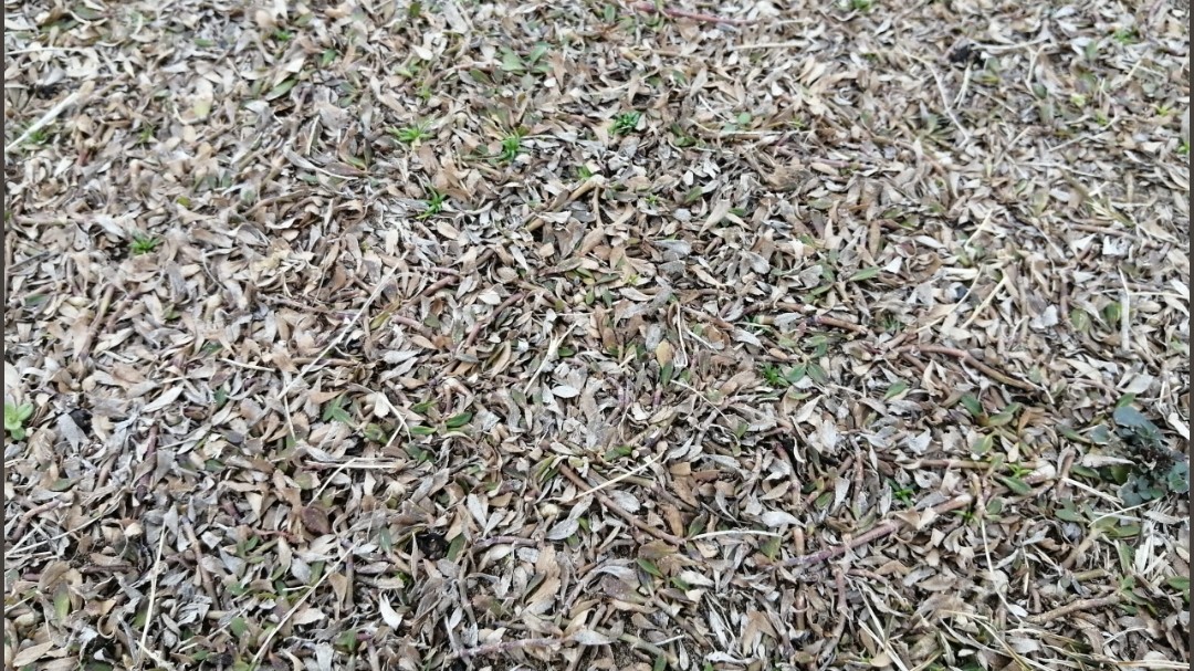 冬枯れしたクラピア