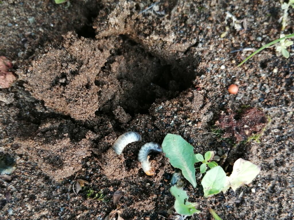 コガネムシの幼虫