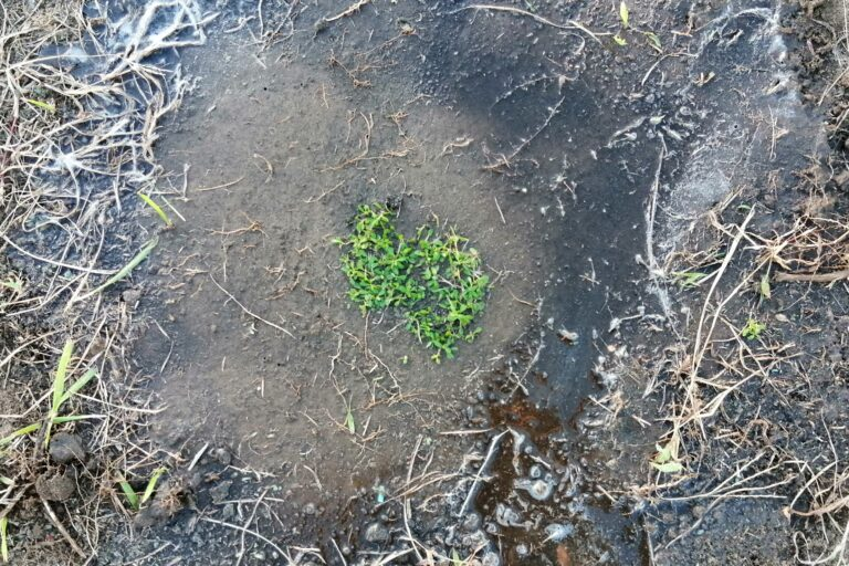 植え付けたクラピア