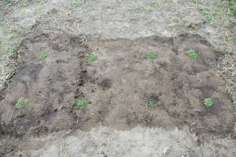 ８株植えたクラピア