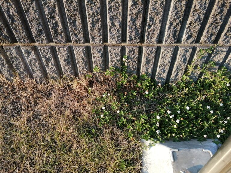 芝生とクラピアの比較