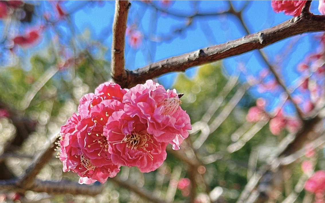 ume