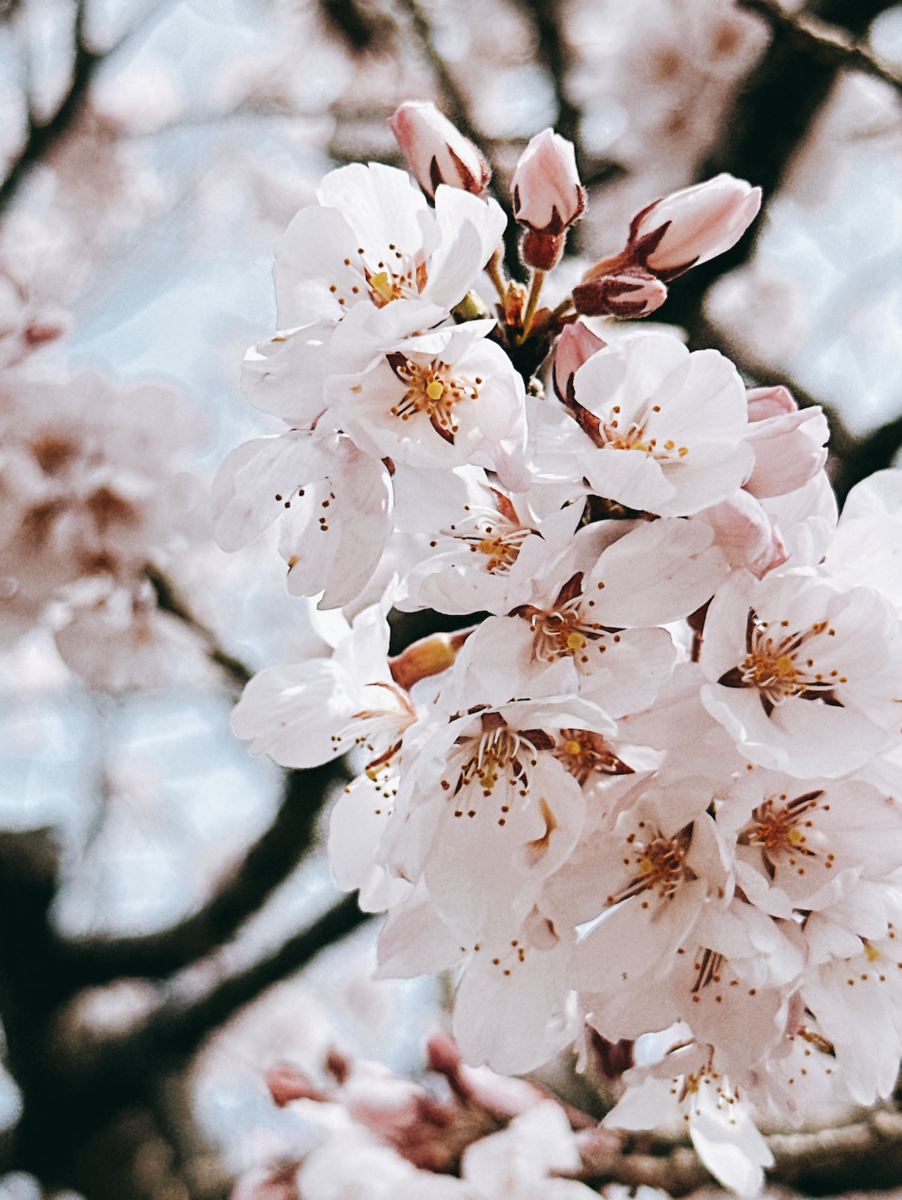 sakura