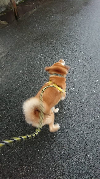 f:id:kekio2000:20190206104009j:plain f:id:kekio2000:20190206104009j:plain