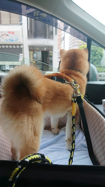f:id:kekio2000:20190215143010j:plain f:id:kekio2000:20190215143010j:plain