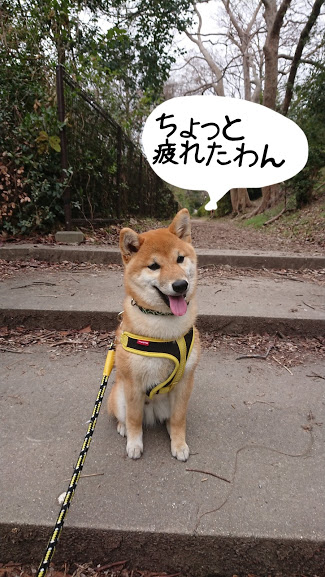 f:id:kekio2000:20190215143521j:plain f:id:kekio2000:20190215143521j:plain