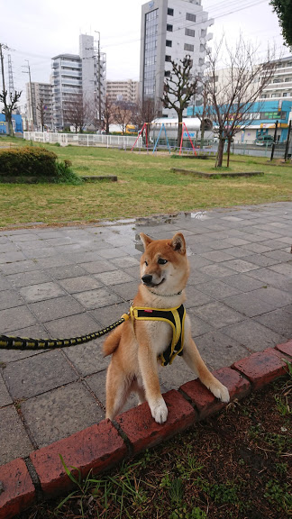 f:id:kekio2000:20190304120646j:plain f:id:kekio2000:20190304120646j:plain