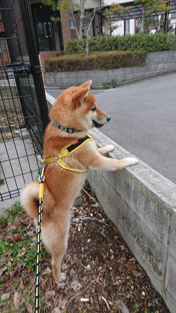 f:id:kekio2000:20190306122321j:plain f:id:kekio2000:20190306122321j:plain