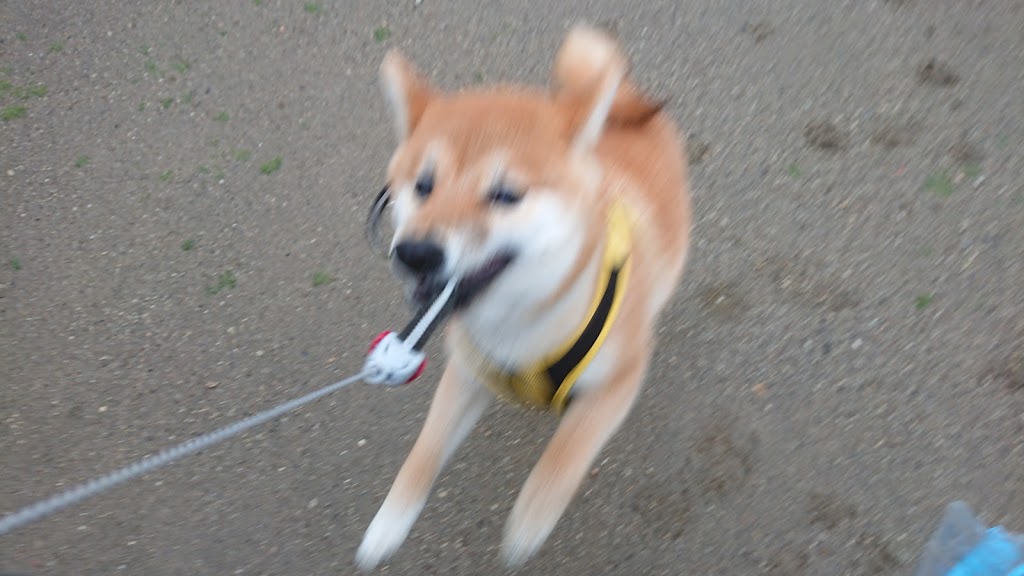 f:id:kekio2000:20190311112021j:plain f:id:kekio2000:20190311112021j:plain