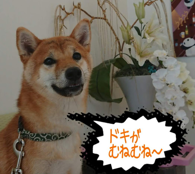 f:id:kekio2000:20190706113132j:plain